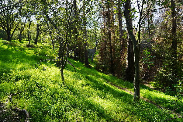 Cali.Native.Forest.16