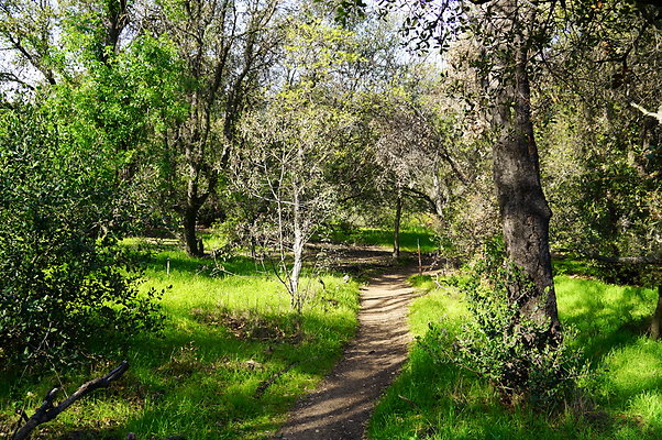 Cali.Native.Forest.25