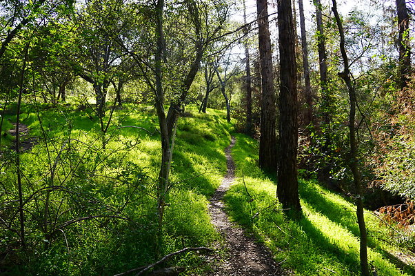 Cali.Native.Forest.14