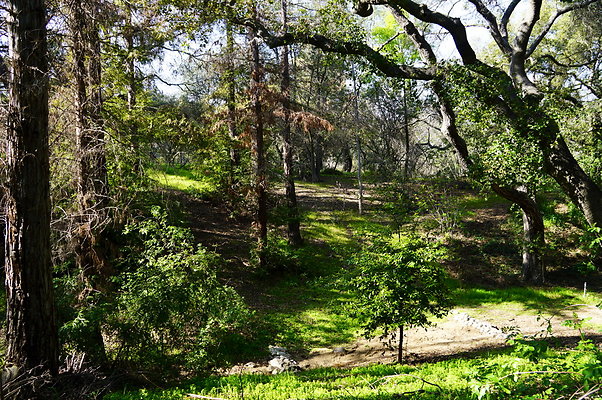 Cali.Native.Forest.12