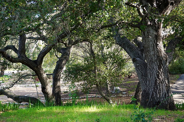 Cali.Native.Forest.50
