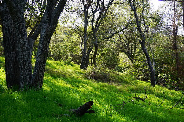 Cali.Native.Forest.19