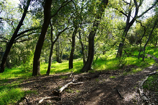Cali.Native.Forest.11