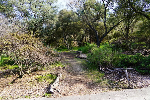 Cali.Native.Forest.33
