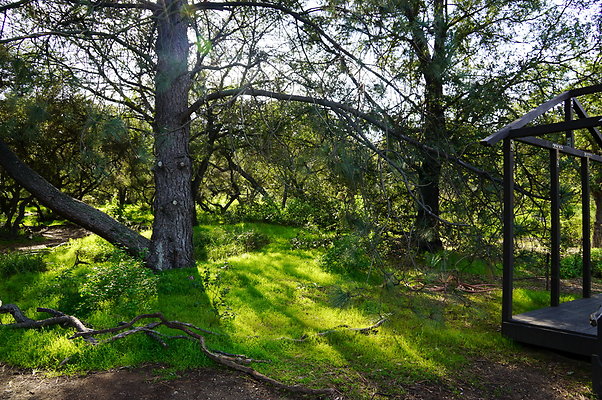 Cali.Native.Forest.51