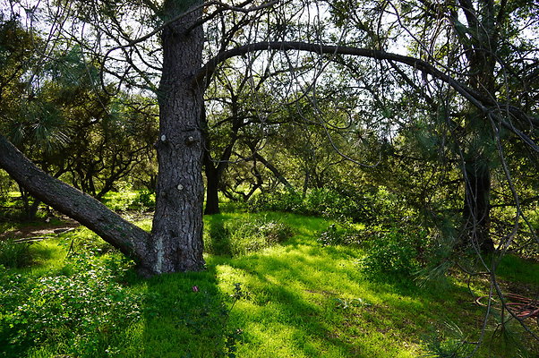 Cali.Native.Forest.48