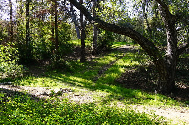 Cali.Native.Forest.08