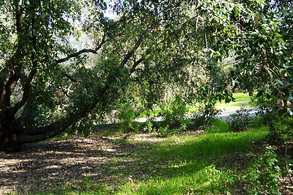 Cali.Native.Forest.30