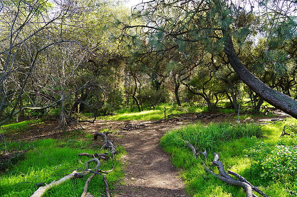 Cali.Native.Forest.49