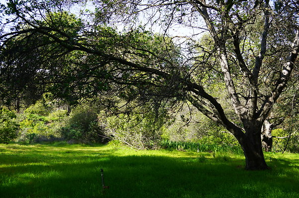 Cali.Native.Forest.28