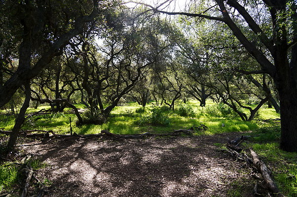 Cali.Native.Forest.44
