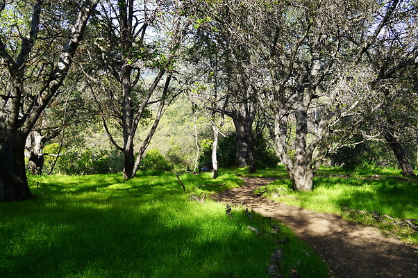 Cali.Native.Forest.29
