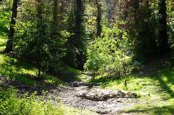 Cali.Native.Forest.06