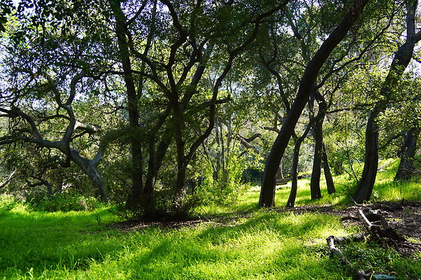 Cali.Native.Forest.09