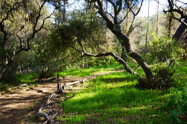 Cali.Native.Forest.42