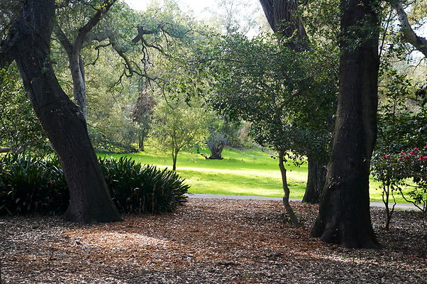 Camillia.Oak.Forest.44