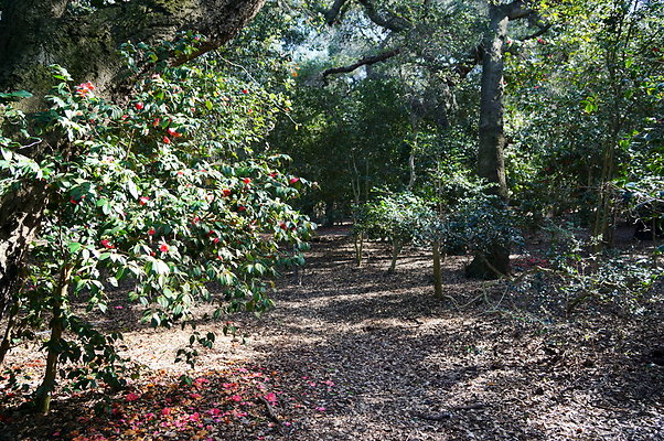 Camillia.Oak.Forest.10