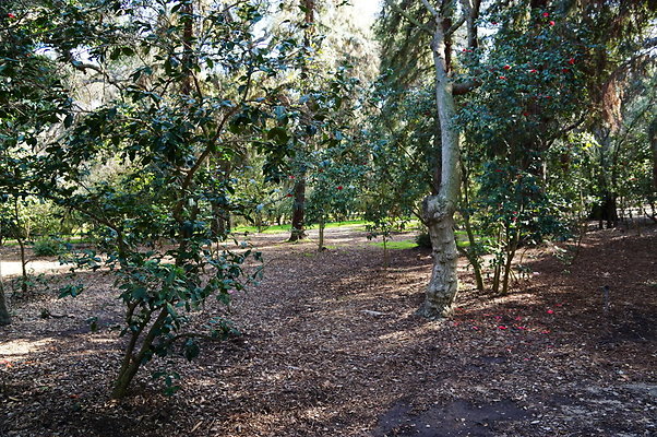 Camillia.Oak.Forest.21