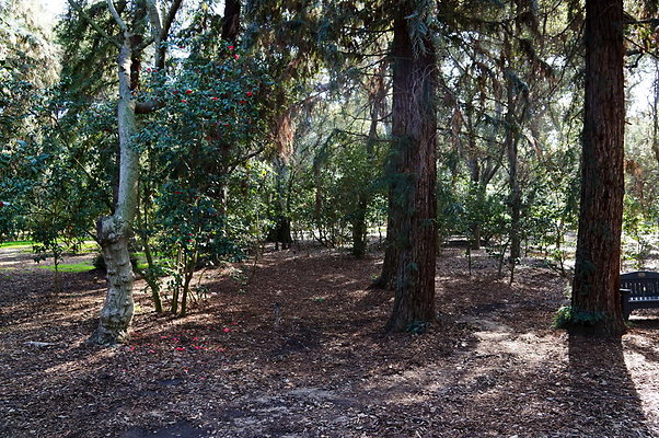 Camillia.Oak.Forest.22