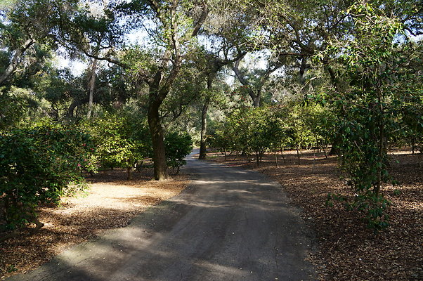 Camillia.Oak.Forest.36