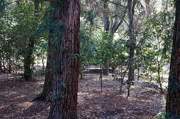 Camillia.Oak.Forest.26