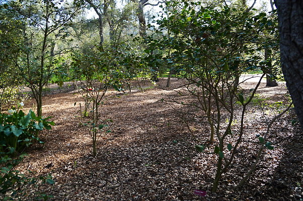Camillia.Oak.Forest.38