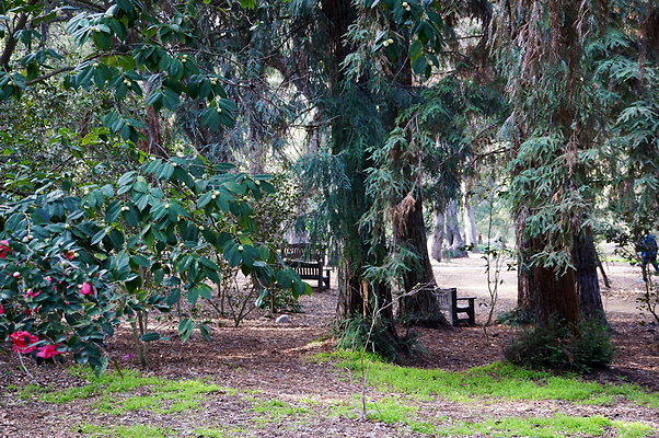 Camillia.Oak.Forest.53