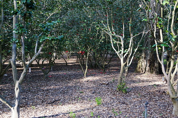 Camillia.Oak.Forest.46