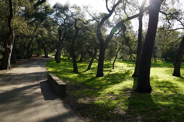 Camillia.Oak.Forest.31