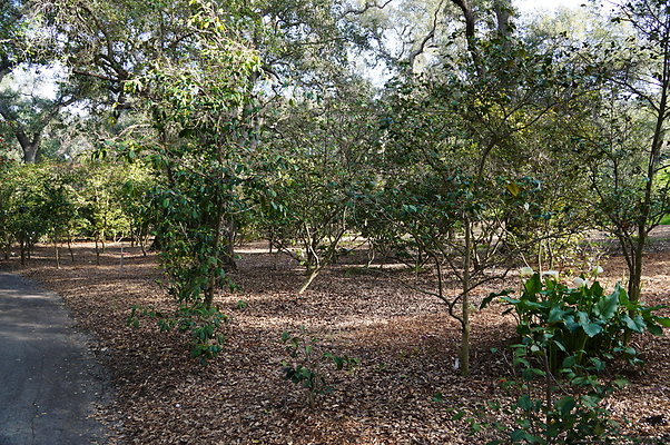 Camillia.Oak.Forest.37