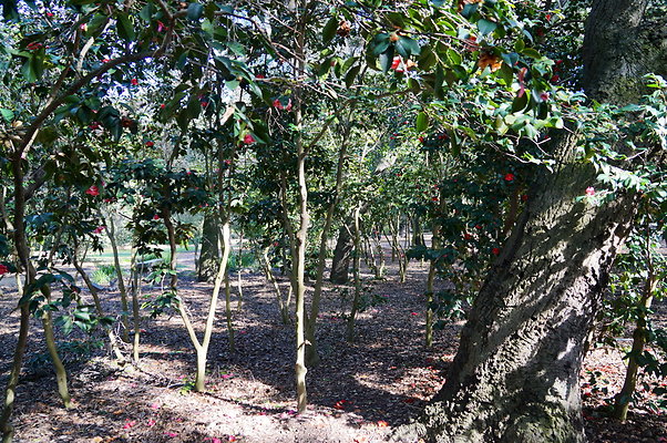 Camillia.Oak.Forest.08