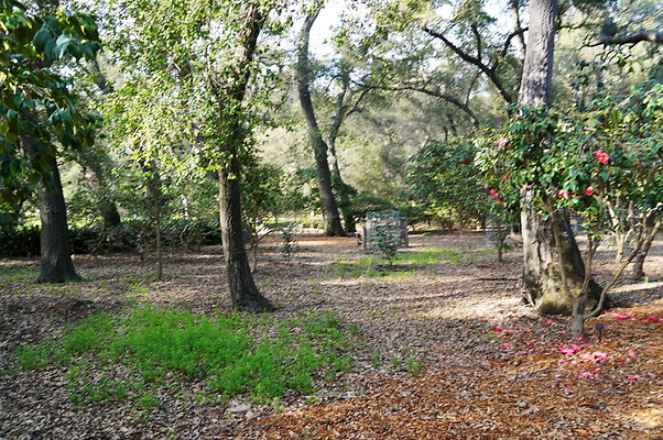 Camillia.Oak.Forest.41