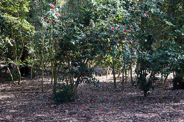 Camillia.Oak.Forest.15