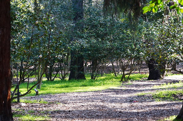 Camillia.Oak.Forest.20