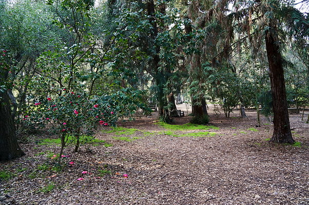 Camillia.Oak.Forest.52