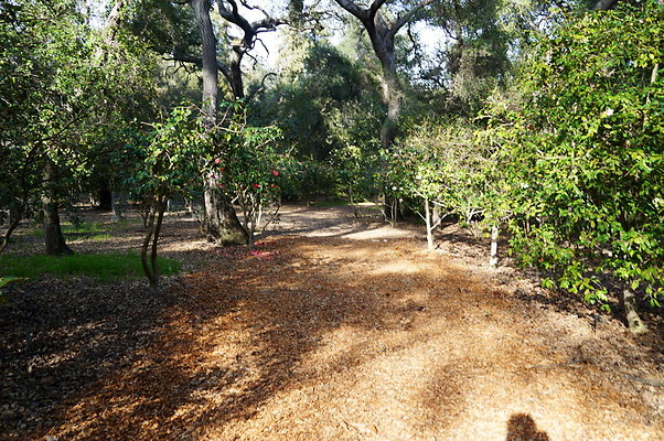 Camillia.Oak.Forest.40