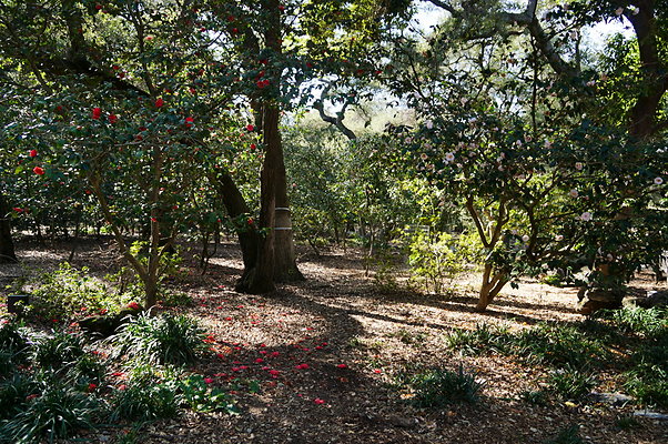 Camillia.Oak.Forest.04