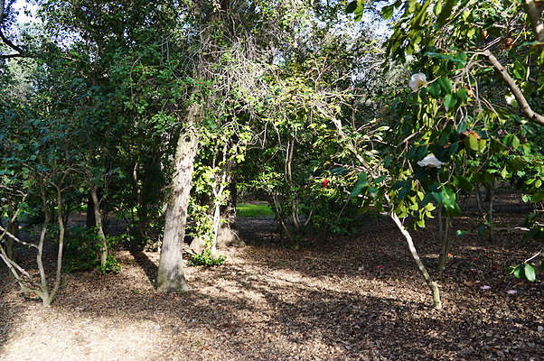 Camillia.Oak.Forest.43