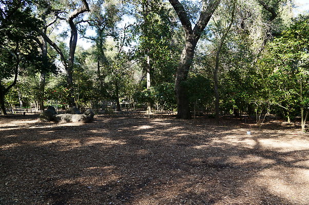 Camillia.Oak.Forest.06