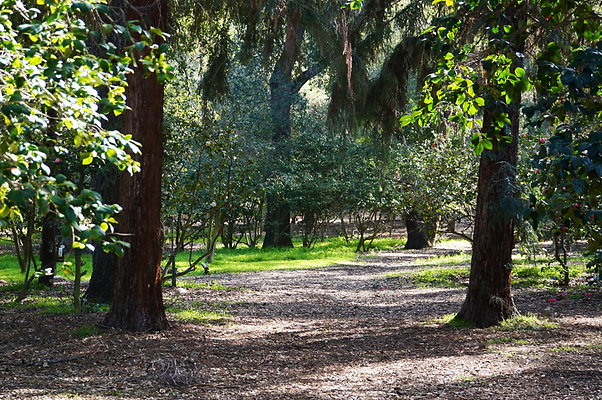 Camillia.Oak.Forest.18