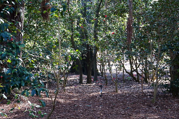 Camillia.Oak.Forest.24