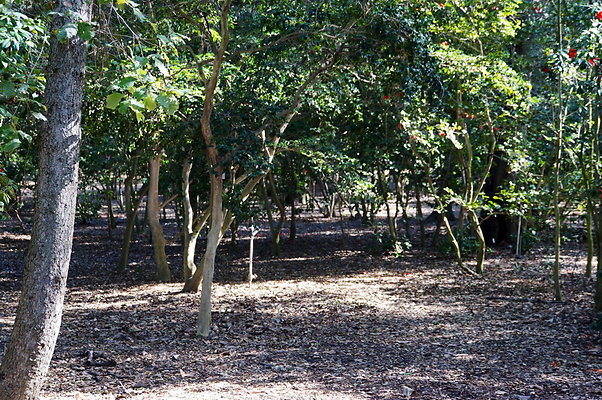 Camillia.Oak.Forest.14