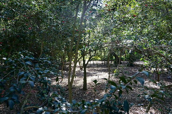 Camillia.Oak.Forest.11