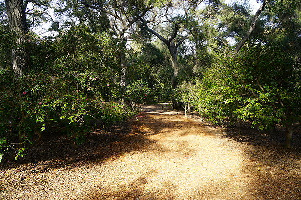 Camillia.Oak.Forest.39