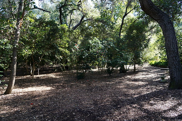 Camillia.Oak.Forest.13