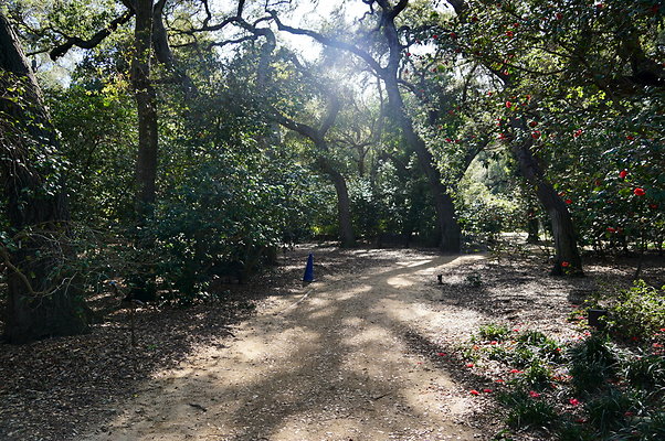 Camillia.Oak.Forest.03