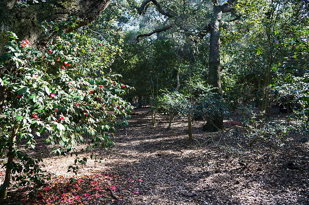 Camillia.Oak.Forest.09