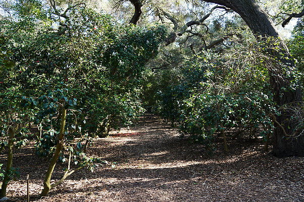 Camillia.Oak.Forest.02