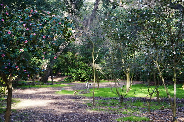 Camillia.Oak.Forest.47