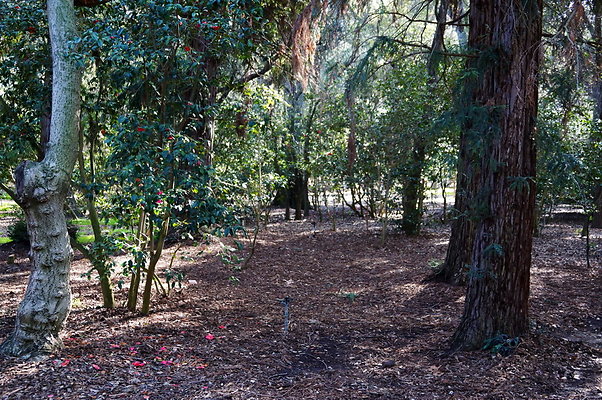 Camillia.Oak.Forest.25